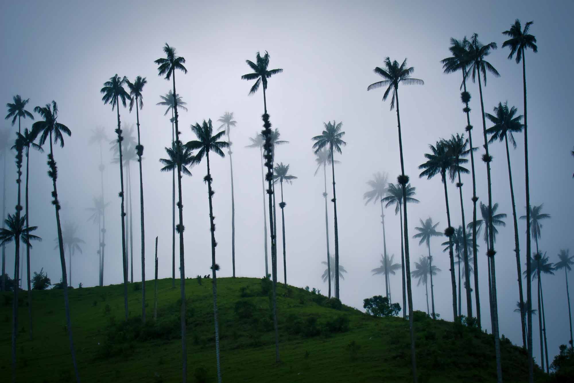 Valle-de-Cocora-actividades
